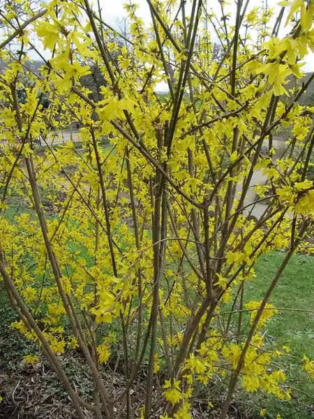 Photo of Forsythia suspensa (Forsythia suspensas)