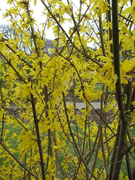 Photo of Forsythia suspensa (Forsythia suspensas)