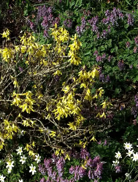Photo of Forsythia viridissima 'Bronxensis' (Forsythia viridissima 'Bronxensis's)