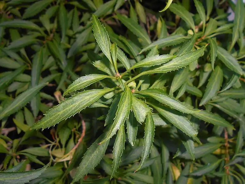 Photo of Forsythia viridissima 'Bronxensis' (Forsythia viridissima 'Bronxensis's)