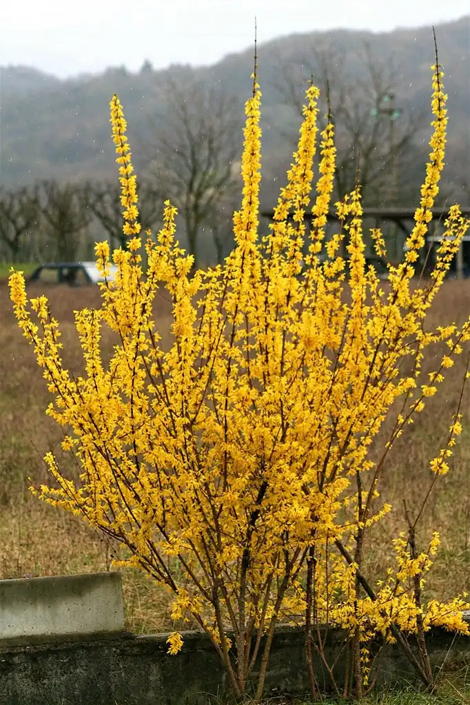 Фото Forsythia viridissima (Forsythia viridissimas)