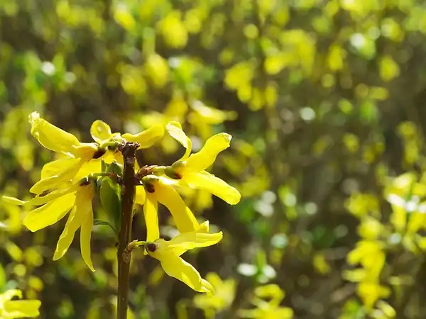 Фото Forsythia viridissima (Forsythia viridissimas)