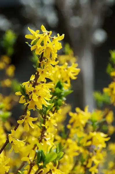 Фото Forsythia viridissima - Plant:houroumono