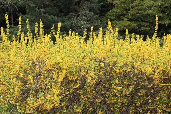 Фото Forsythia viridissima - Mass planted:Tanaka Juuyoh