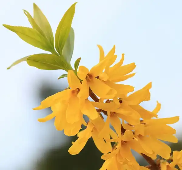 Фото Forsythia viridissima - Flower and leaf detail:Tanaka Juuyoh