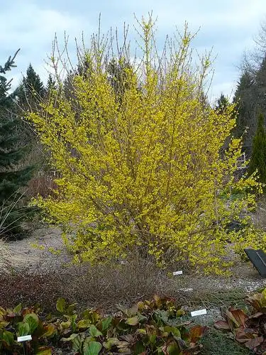 Foto de Forsythia x intermedia (Forsythia x intermedias)