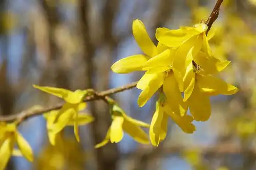 Foto de Forsythia x intermedia (Forsythia x intermedias)