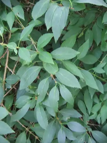Foto de Forsythia x intermedia - F. x intermedia 'Primulina' summer foliage:Andreasbalzer