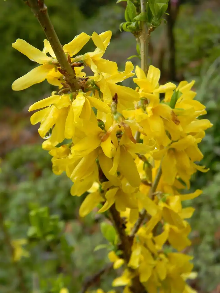Foto de Forsythia x intermedia - 'Mindor' Flower and branch (Buncombe County, NC):Randy Harter