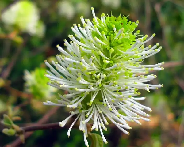 Photo of Fothergilla gardenii (Fothergilla gardeniis)
