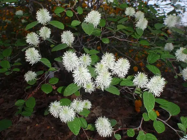 Photo of Fothergilla gardenii (Fothergilla gardeniis)