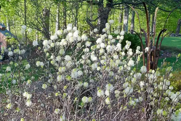 Photo of Fothergilla gardenii - Flowers:Distant Hill Gardens