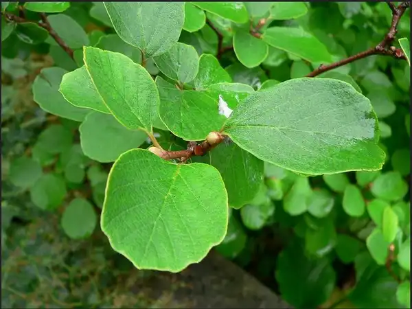 Photo of Fothergilla gardenii - Close up of leaves:Mpaola Andreoni