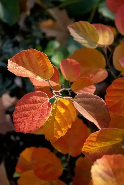 Photo of Fothergilla gardenii - Fall color of leaves:jacki dee