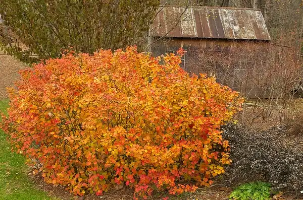 Photo of Fothergilla gardenii - Striking fall color:Distant Hill Gardens