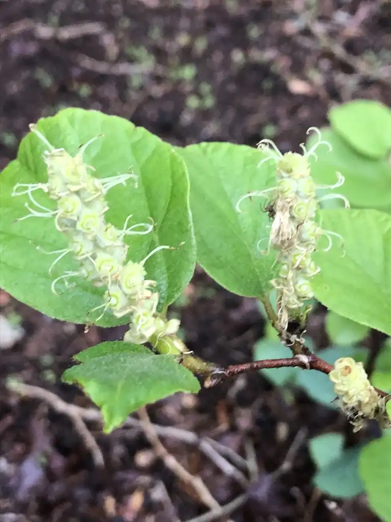 Photo of Fothergilla gardenii - Flower Close-up (Wake County, NC):Cathy Dewitt