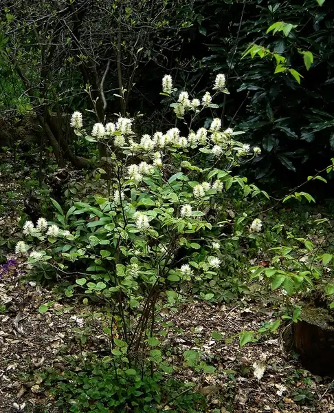 Фото Fothergilla latifolia (Fothergilla latifolias)