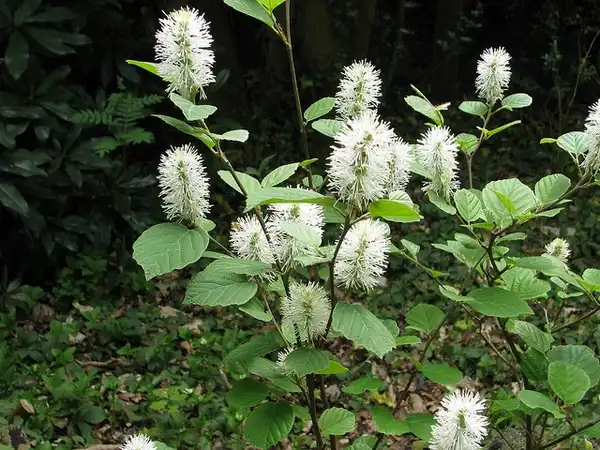Фото Fothergilla latifolia (Fothergilla latifolias)