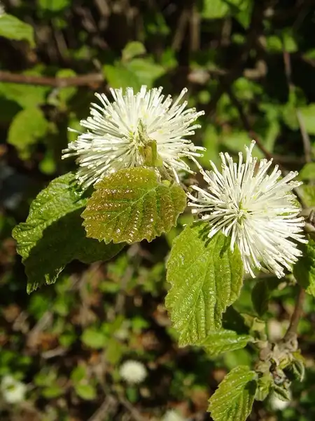 Фото Fothergilla latifolia - Close up of flower and leaves:Udo-Schröter