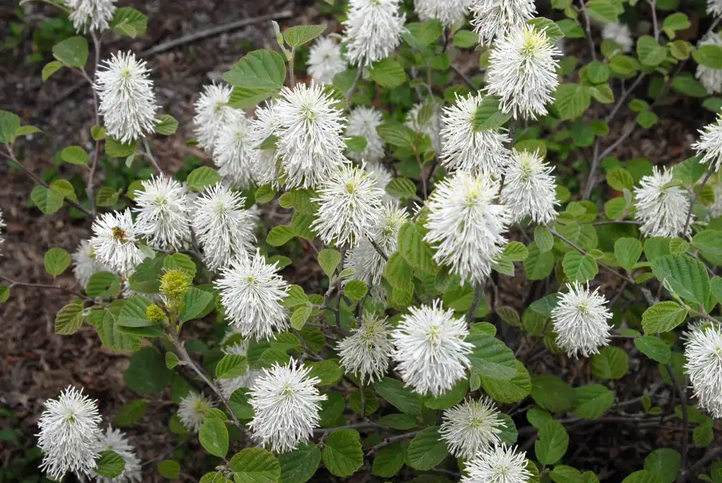 Фото Fothergilla latifolia - 'Blue Shadow' Flower:Jim Robbins