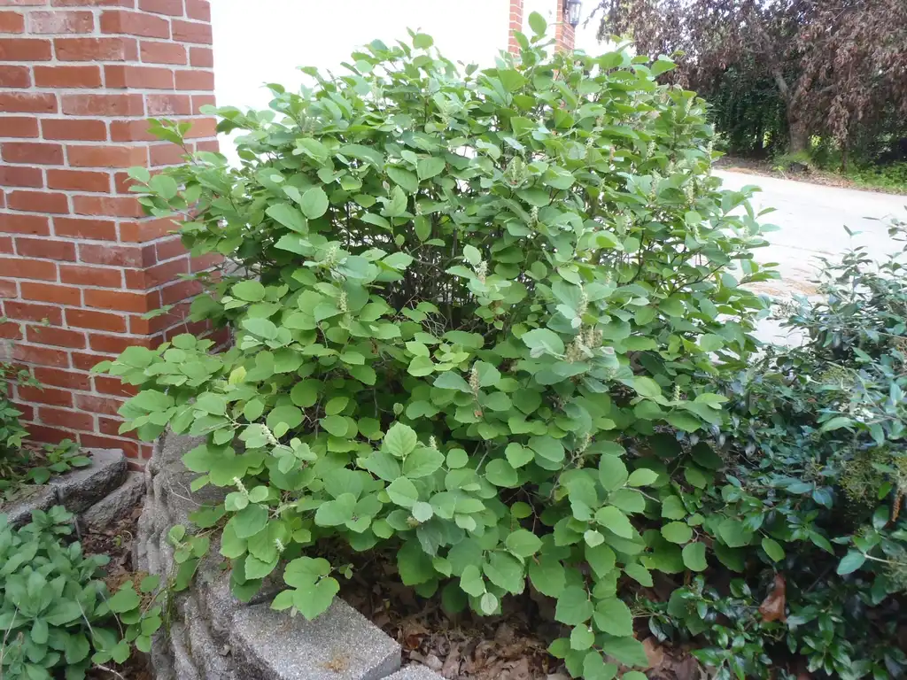 Photo of Fothergilla 'Mount Airy' (Fothergilla 'Mount Airy's)