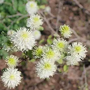 Photo of Fothergilla 'Mount Airy' (Fothergilla 'Mount Airy's)