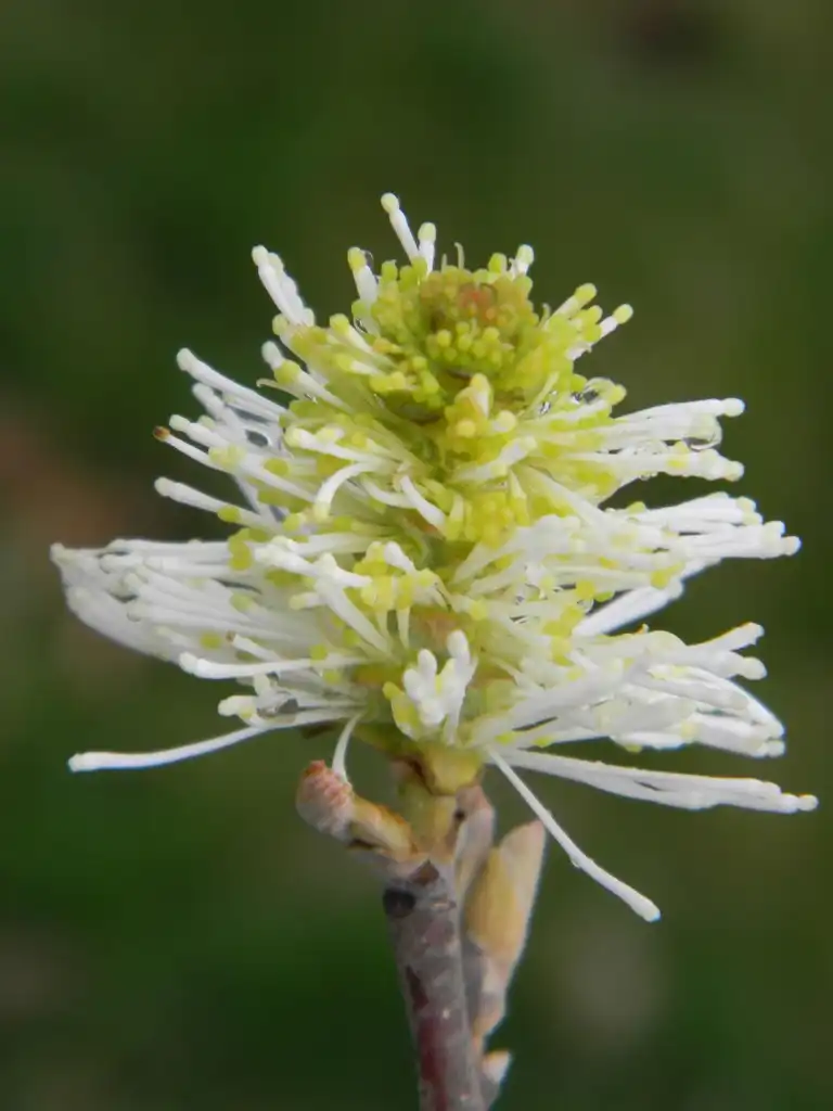 Photo of Fothergilla 'Mount Airy' - Flower bud close-up (Buncombe County, NC):Randy Harter