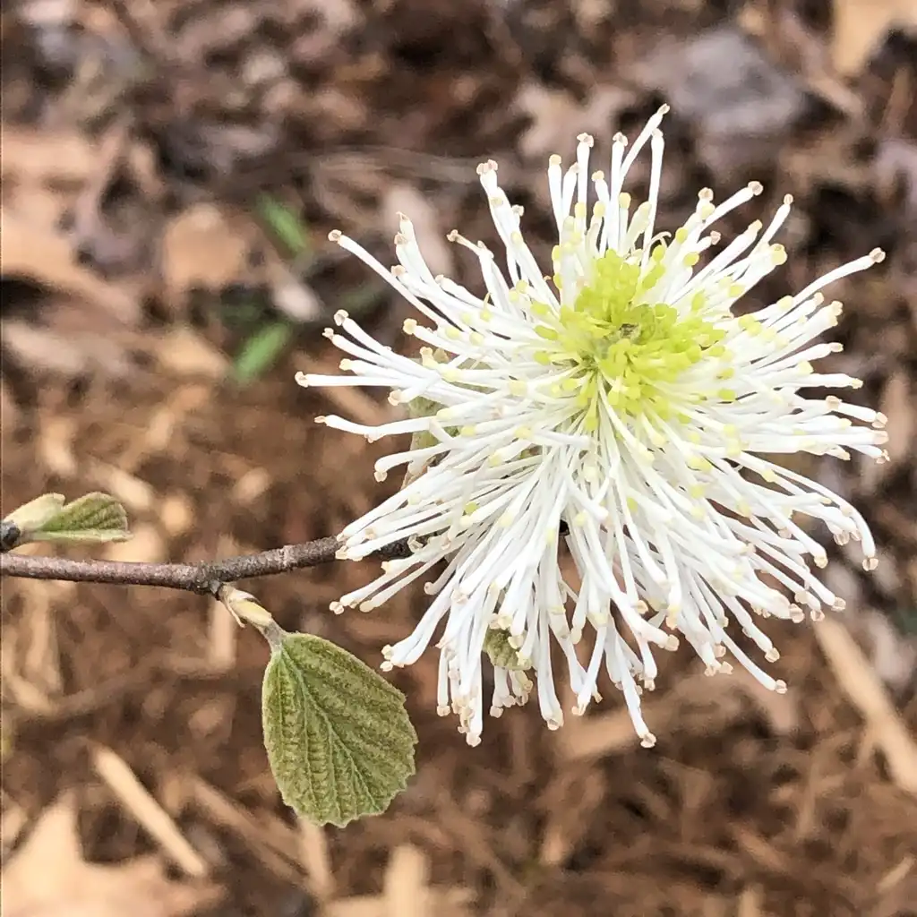 Photo of Fothergilla 'Mount Airy' - Flower Close-up (Durham County,NC)-April:Andrea Laine