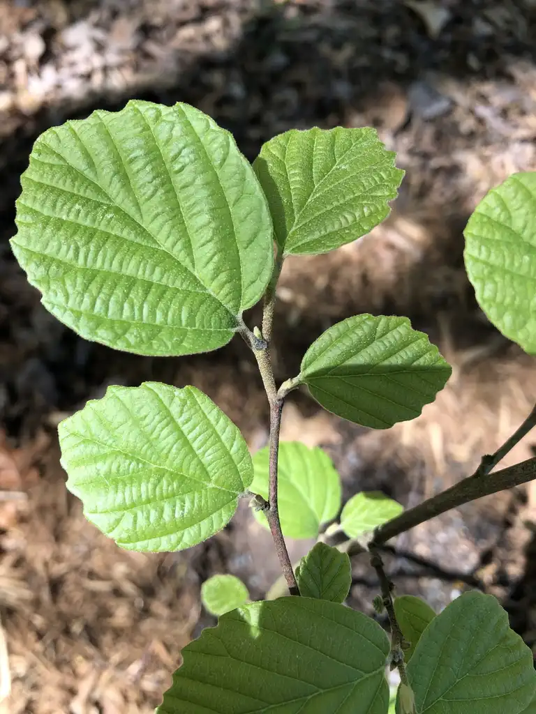 Photo of Fothergilla 'Mount Airy' - Leaf Arrangement (Durham County, NC):Andrea Laine