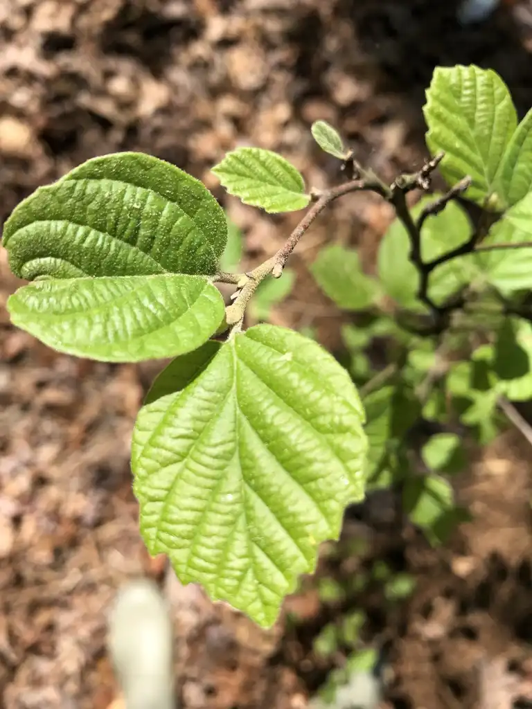 Photo of Fothergilla 'Mount Airy' - Leaves and Stem (Durham County,NC):Andrea Laine