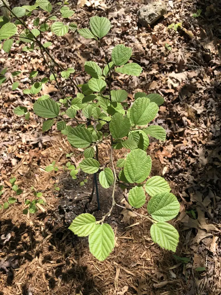 Photo of Fothergilla 'Mount Airy' - Full Form (Durham County,NC):Andrea Laine