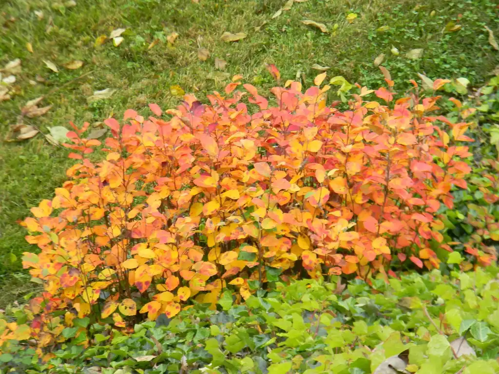 Photo of Fothergilla 'Mount Airy' - Form (Buncombe County, NC):Randy Harter