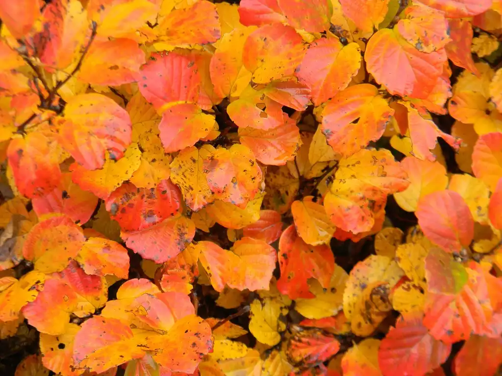 Photo of Fothergilla 'Mount Airy' - Leaves (Buncombe County, NC)-Fall:Randy Harter
