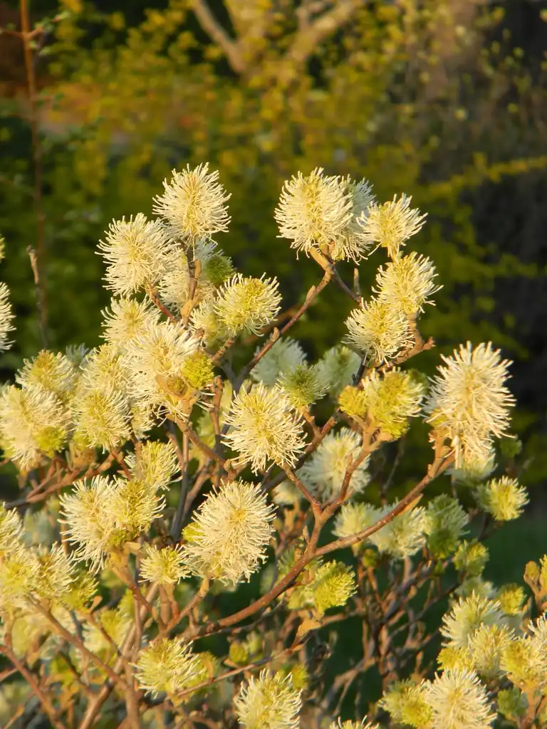 Photo of Fothergilla 'Mount Airy' - Flower and stem (Buncombe County, NC):Randy Harter