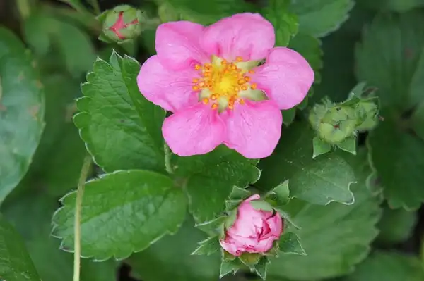 Photo of Fragaria 'Pink Panda' (Fragaria 'Pink Panda's)