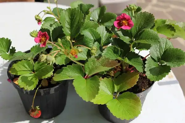 Photo of Fragaria 'Red Ruby' (Fragaria 'Red Ruby's)