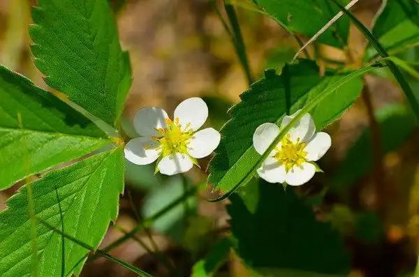 Photo of Fragaria virginiana (Fragaria virginianas)