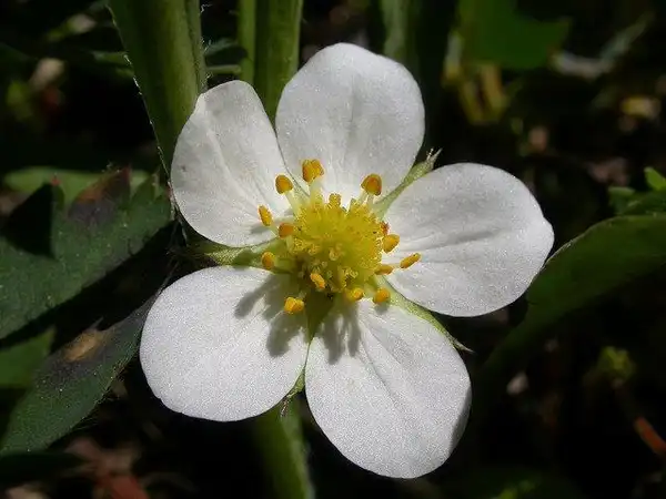 Photo of Fragaria virginiana (Fragaria virginianas)