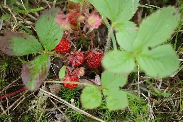 Photo of Fragaria virginiana - Fragaria virginiana fruit:JPC Raleigh