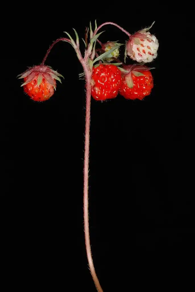 Photo of Fragaria virginiana - (Tucker County, WV)-Early Summer:Douglas Goldman, USDA