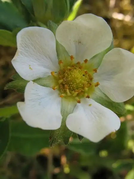 Photo of Fragaria x ananassa (Fragaria x ananassas)