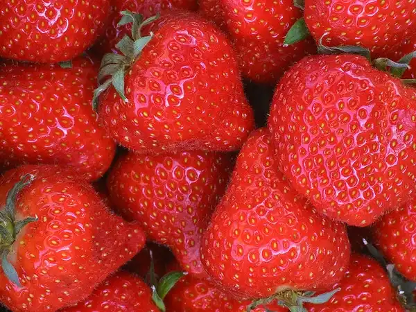 Photo of Fragaria x ananassa (Fragaria x ananassas)