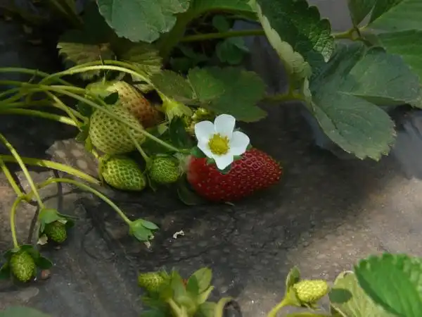 Photo of Fragaria x ananassa - Close up of flower and fruit:Photo by Dinesh Valke