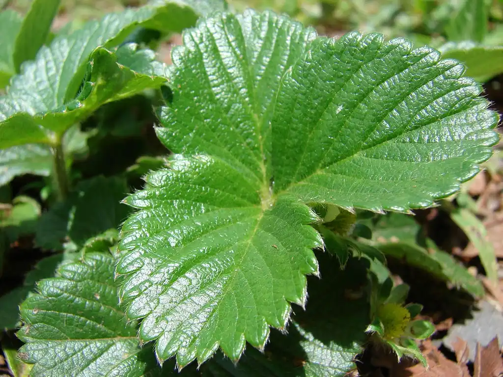 Photo of Fragaria x ananassa - Leaf closeup:Forest and Kim Starr