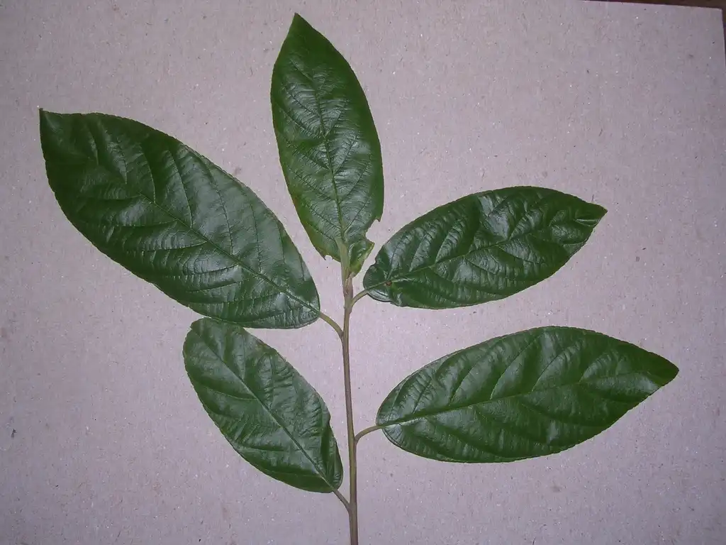Фото Frangula caroliniana (Frangula carolinianas)