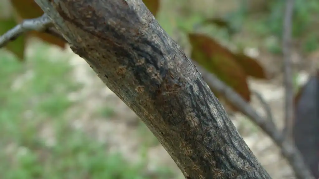Фото Frangula caroliniana - Bark:rocan