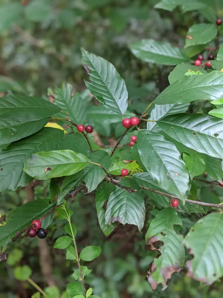 Фото Frangula caroliniana - Berries and twigs (Cabarrus County, NC):Hope Duckworth
