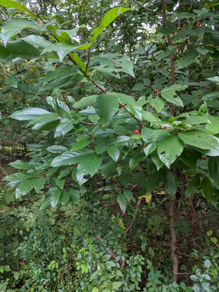 Фото Frangula caroliniana - Leaves (Cabarrus County, NC):Hope Duckworth