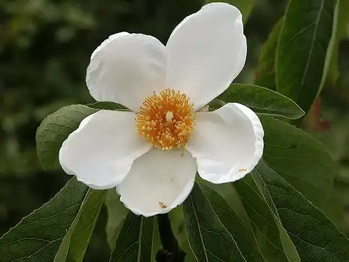 Foto de Franklinia alatamaha (Franklinia alatamahas)