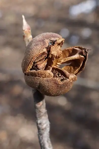 Foto de Franklinia alatamaha (Franklinia alatamahas)
